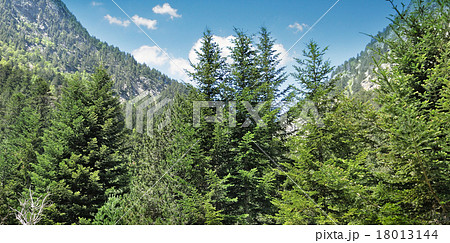 spruce forest on the hillside spruce forest on the hillside 18013144