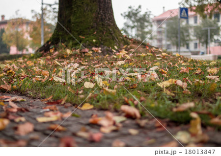 Autumn leaves Autumn leaves 18013847