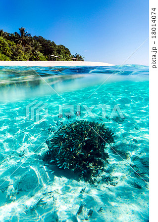 モルディブ水中風景 18014074