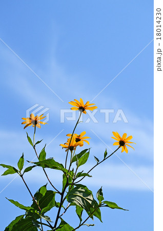 キクイモの花 キクイモの花 18014230