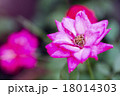 小さい花 18014303
