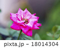 ショッキングピンクの花 18014304