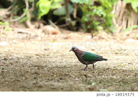 生き物 鳥類 キンバト 美しい小型のハト 生息地の石垣島でもなかなか出会えませんの写真素材