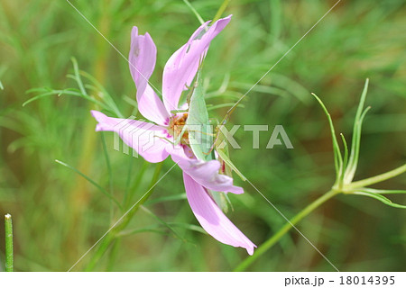 おんぶバッタとコスモス 18014395