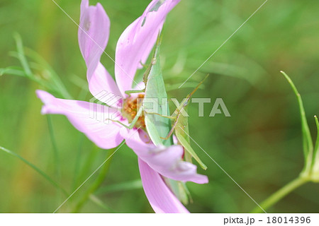 おんぶバッタとコスモス 18014396