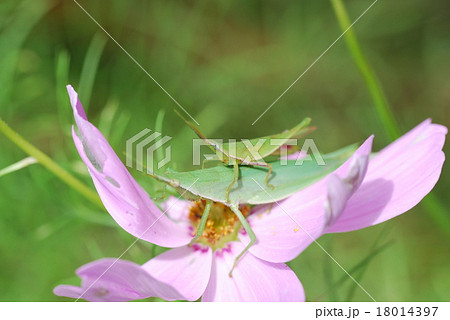 おんぶバッタとコスモス 18014397