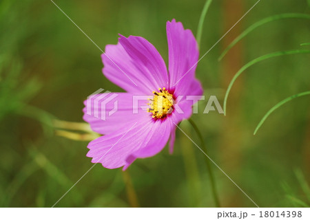 コスモス コスモス 18014398