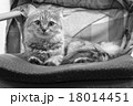 真正面を見つめる猫 18014451