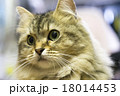驚き顔の猫 18014453