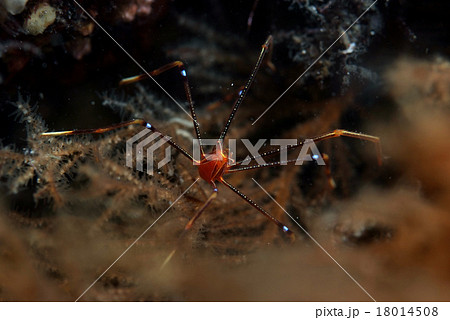 とまるオルトマンワラエビ 18014508