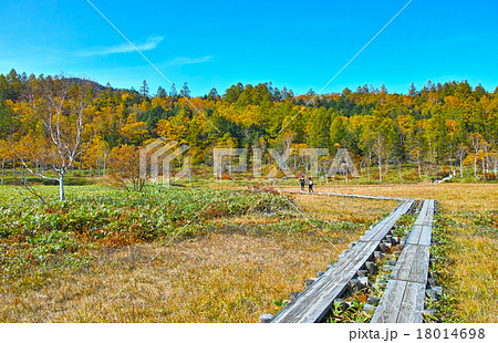 秋晴れの紅葉シーズンの志賀高原　田の原湿原 18014698