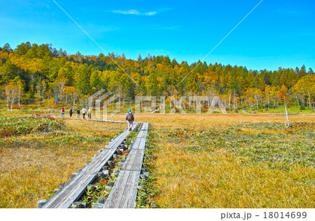 秋晴れの紅葉シーズンの志賀高原　田の原湿原 18014699