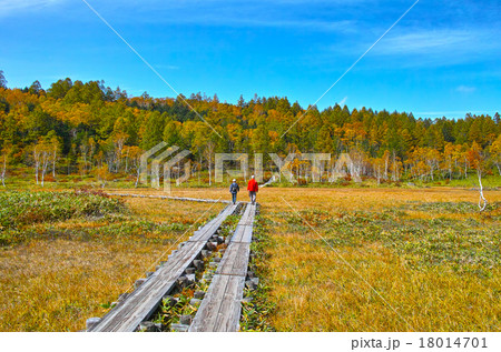 秋晴れの紅葉シーズンの志賀高原　田の原湿原 18014701