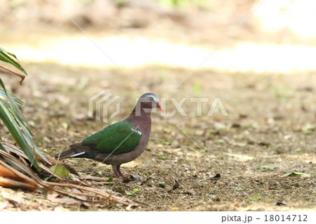 生き物　鳥類　キンバト、美しい小型のハト。警戒心が強くめったに人前に現れません 18014712