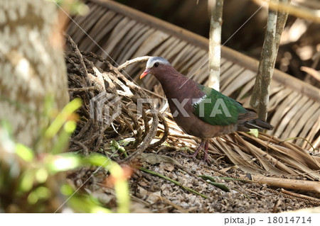 生き物 鳥類 キンバト 美しい小型のハト カラフルな鳥ですが深い森の中では周囲の色に溶け込みますの写真素材