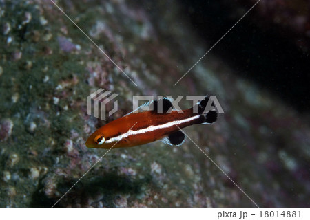コブダイの幼魚の写真素材