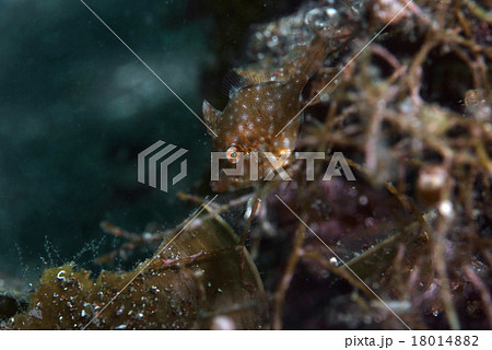 海藻とアミメハギ 18014882