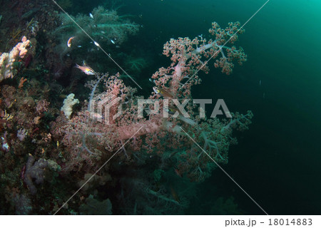 ソフトコーラルと魚 18014883
