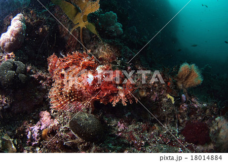 赤いオニカサゴ 赤いオニカサゴ 18014884