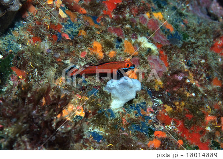 岩の上のヘビギンポの仲間 18014889