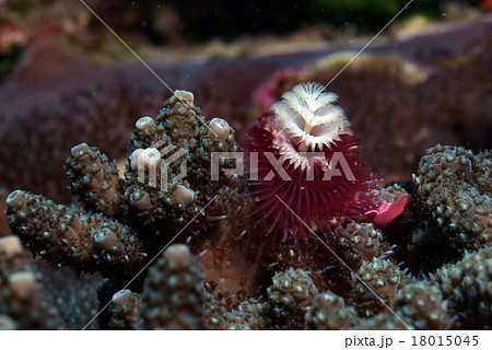 ミドリイシサンゴとイバラカンザシ 18015045