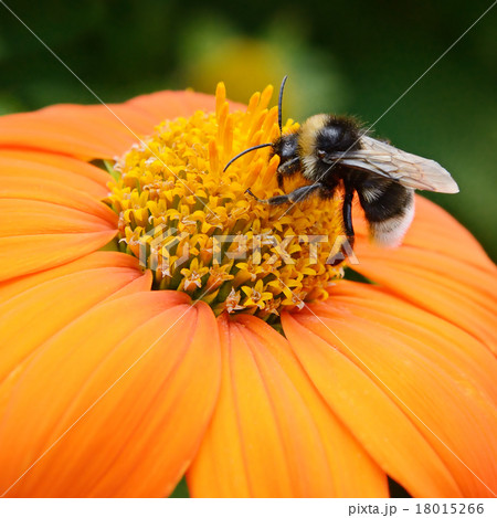 Big bumble bee on flower 18015266