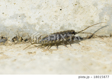 フナムシ フナムシ 18015877