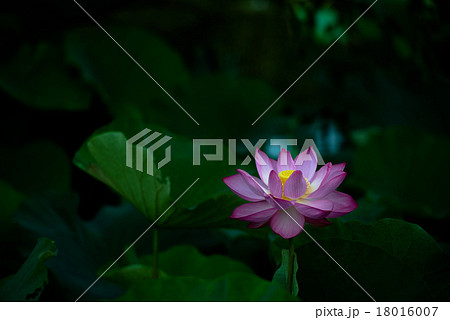 蓮の花 蓮の花 18016007