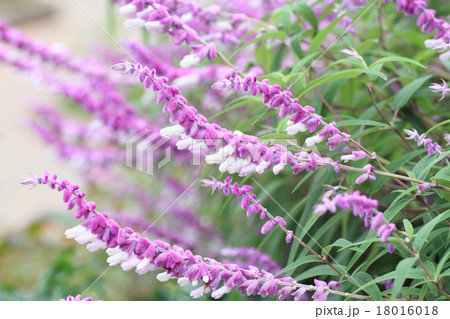 サルビア　レウカンサの花 18016018