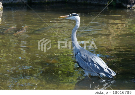池の中で獲物を狙う「アオサギ」(於:姫路好古園) 池の中で獲物を狙う「アオサギ」(於:姫路好古園) 18016789