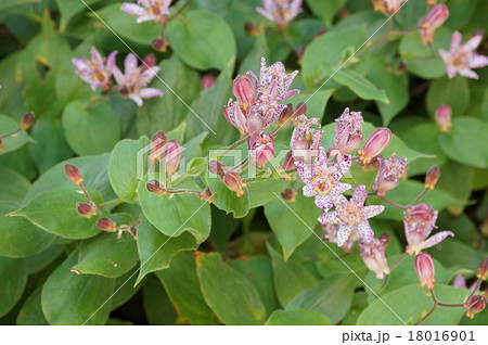 秋の花　ホトトギス 18016901