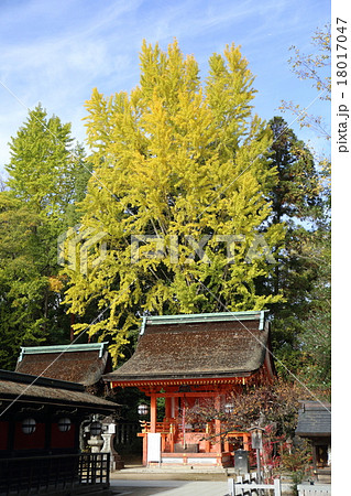 京都 北野天満宮 地主社とイチョウ 京都 北野天満宮 地主社とイチョウ 18017047