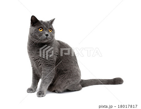 cat with yellow eyes on a white background cat with yellow eyes on a white background 18017817