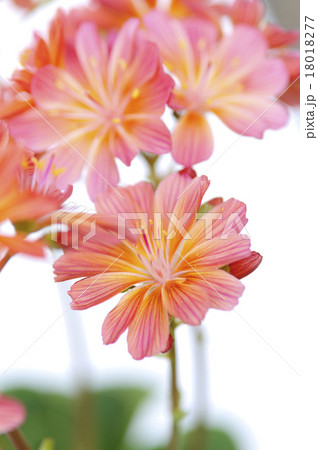 レウィシア 18018277