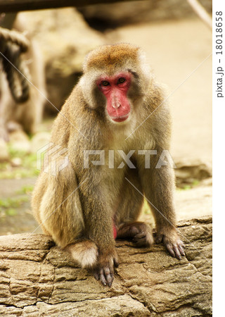 ニホンザル 18018658
