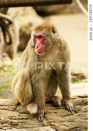 ニホンザル 18018659