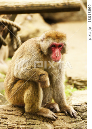 ニホンザル 18018660