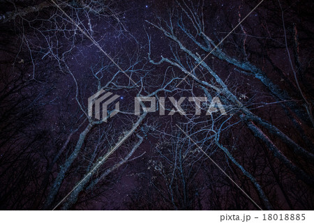 Forest, cozy fire and blue night sky 18018885