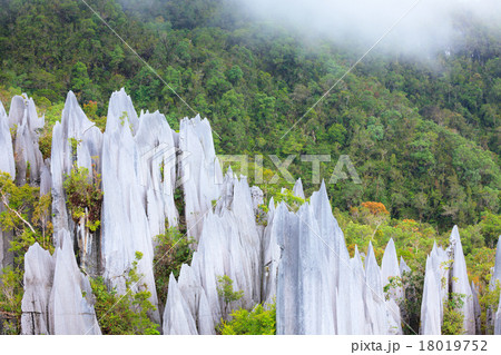 Limestone pinnacles at gunung mulu national park Limestone pinnacles at gunung mulu national park 18019752