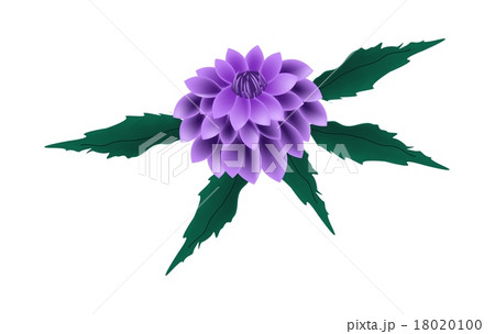 Purple Dahlia Flower On A White Backgroundのイラスト素材