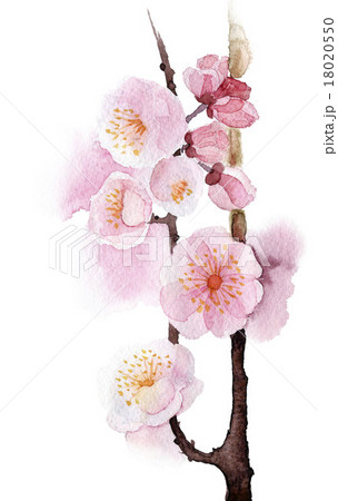 Hand Painted Wild apricot, cherry 18020550