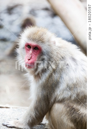 年賀状素材 はがきテンプレート（申年）ニホンザル 18020597