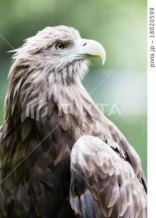 年賀状素材 はがきテンプレート(酉年) オジロワシ 年賀状素材 はがきテンプレート(酉年) オジロワシ 18020599