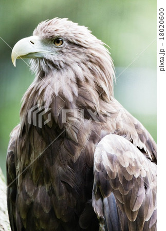 年賀状素材 はがきテンプレート（酉年） オジロワシ② 18020600