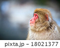 温泉に入る猿 18021377