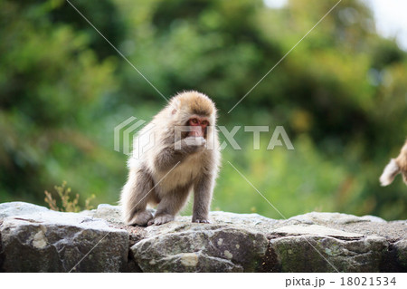 ニホンザル ニホンザル 18021534