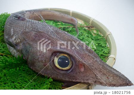 深海魚 トオジン 18021756