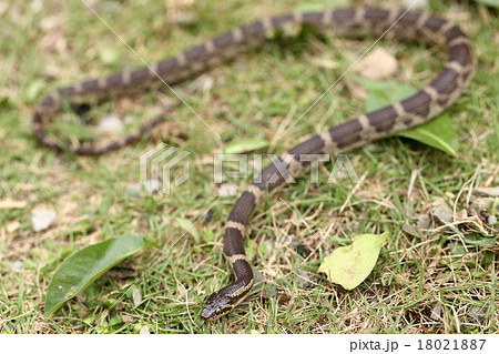 生き物　爬虫類　サキシママダラ、一メートルくらいまで育つそうです。おとなしい蛇ですが防御臭は強烈です 18021887