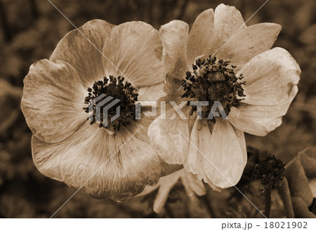 Poppies with water drops. In Sepia toned. Poppies with water drops. In Sepia toned. 18021902