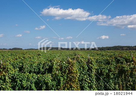 長いも畑 長いも畑 18021944